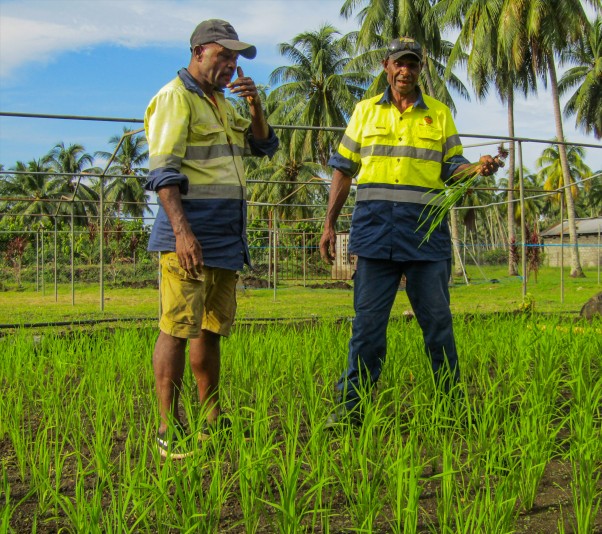 Trukai commends Karkar Rice Farmer